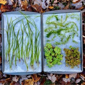 Aquatic Plant Variety Pack